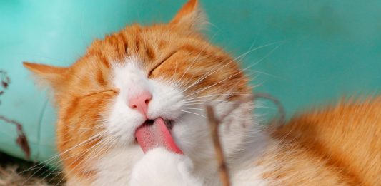 ¿Dicen que tu gato no te quiere? ¡TE ADORA!