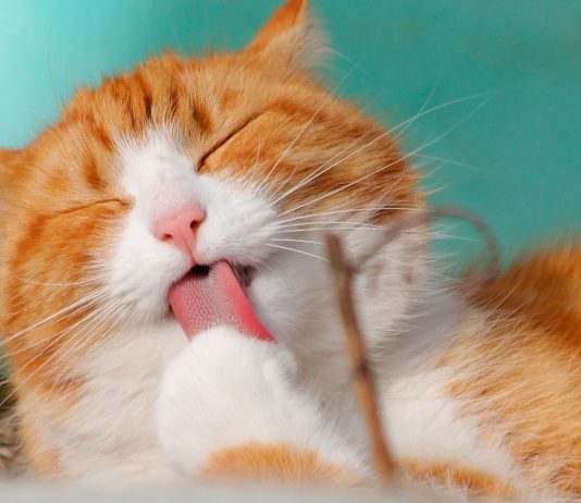 ¿Dicen que tu gato no te quiere? ¡TE ADORA!