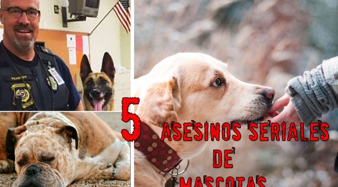 5 horribles asesinos en serie de mascotas