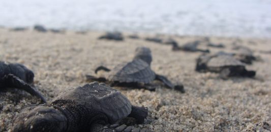 La especie mexicana de tortuga que ha sido salvada de una inminente extinción La especie mexicana de tortuga que ha sido salvada de una inminente extinción