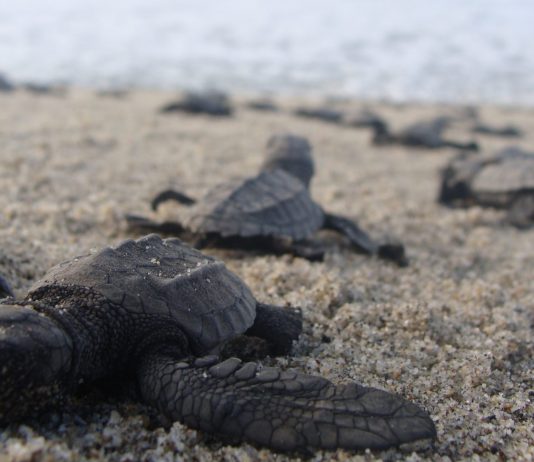 La especie mexicana de tortuga que ha sido salvada de una inminente extinción