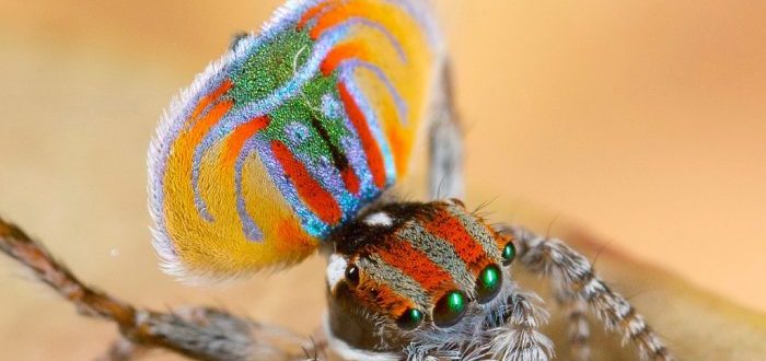 Las curiosas y extremadamente adorables arañas pavo real