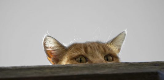 Los sorprendentes gatos espías entrenados por la CIA Los sorprendentes gatos espías entrenados por la CIA