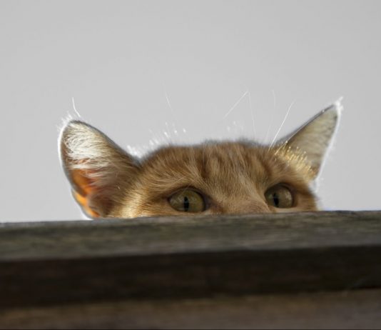 Los sorprendentes gatos espías entrenados por la CIA