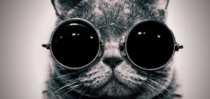 Los sorprendentes gatos espías entrenados por la CIA