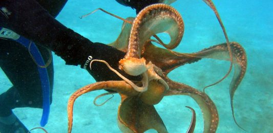 ¿Por qué los pulpos son lo más cercano a un alien en la Tierra? ¿Por qué los pulpos son lo más cercano a un alien en la Tierra