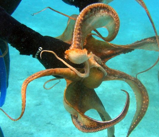 ¿Por qué los pulpos son lo más cercano a un alien en la Tierra? ¿Por qué los pulpos son lo más cercano a un alien en la Tierra