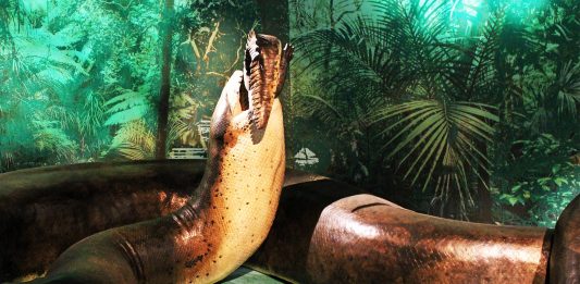 Titanoboa la serpiente prehistórica de 14 metros
