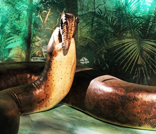 Titanoboa la serpiente prehistórica de 14 metros