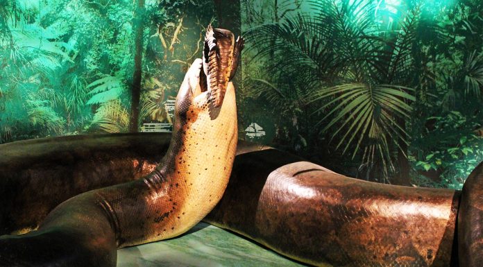 Titanoboa la serpiente prehistórica de 14 metros