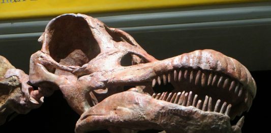 Un Titanosaurio más grande que una ballena asesina ¡Conócelo!