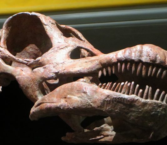 Un Titanosaurio más grande que una ballena asesina ¡Conócelo!