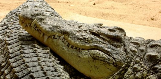 Un alcalde mexicano se casó con un cocodrilo y esta es la razón Un alcalde mexicano se casó con un cocodrilo y esta es la razón