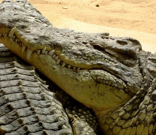 Un alcalde mexicano se casó con un cocodrilo y esta es la razón