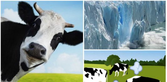 Las flatulencias de las vacas ya no serán un problema Las flatulencias de las vacas ya no serán un problema