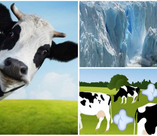 Las flatulencias de las vacas ya no serán un problema