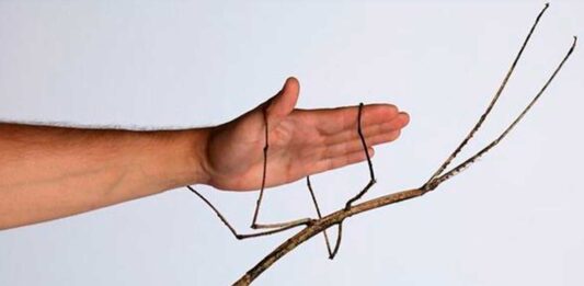 insecto palo gigante