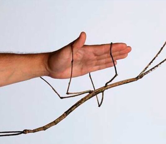 insecto palo gigante