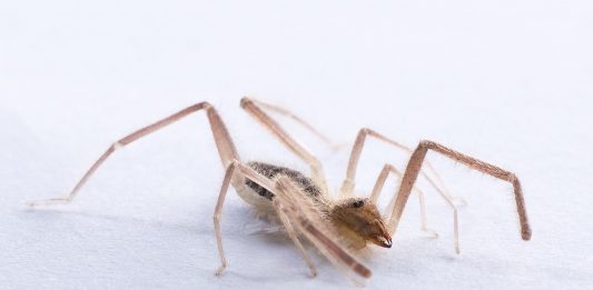 la inquietante araña camello