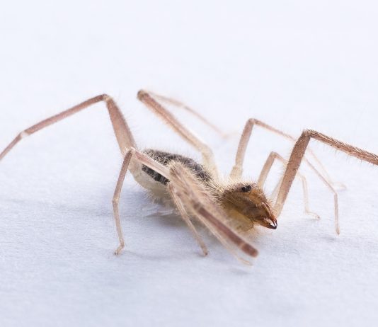 la inquietante araña camello