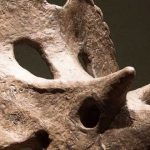Descubren nueva especie de dinosaurio que vivió hace 73 millones de años