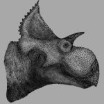 Descubren nueva especie de dinosaurio que vivió hace 73 millones de años