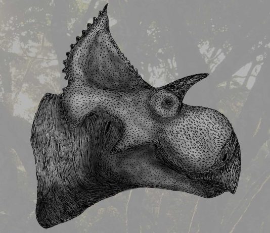 Descubren nueva especie de dinosaurio que vivió hace 73 millones de años