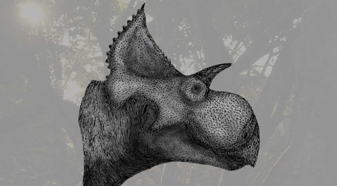 Descubren nueva especie de dinosaurio que vivió hace 73 millones de años