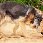 ¿Sabías que para algunas cosas tu olfato es mejor que el de un perro?