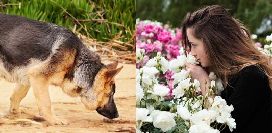 ¿Sabías que para algunas cosas tu olfato es mejor que el de un perro? ¿Sabías que para algunas cosas tu olfato es mejor que el de un perro?