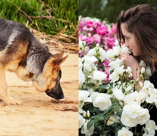 ¿Sabías que para algunas cosas tu olfato es mejor que el de un perro?