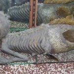 La sirena de Fiji, el mayor engaño del Circo Barnum