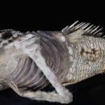 La sirena de Fiji, el mayor engaño del Circo Barnum