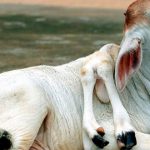 5-datos-extraños-sobre-Prípiat,-la-ciudad-fantasma-tras-Chernóbil