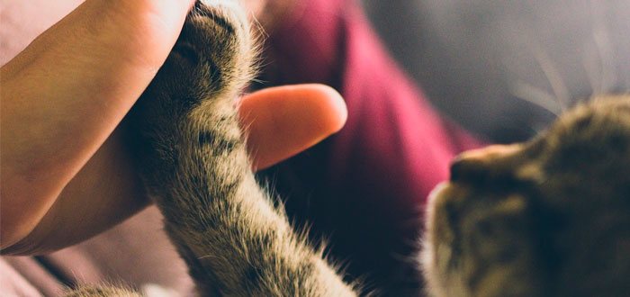 7 extrañas señales de que tu gato te ama
