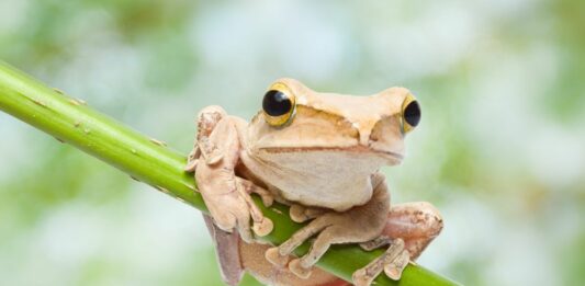 La Rana Jambato | La especie que regresó de la extinción La Rana Jambato, La especie que regr