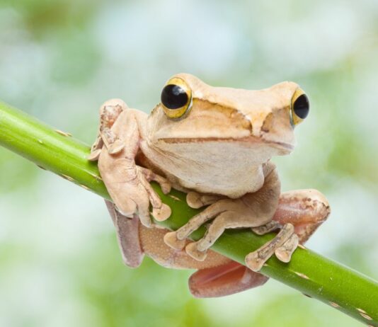 La Rana Jambato | La especie que regresó de la extinción La Rana Jambato, La especie que regr