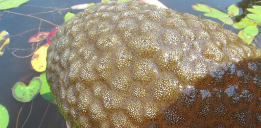 Las criaturas gelatinosas con forma de cerebro halladas en Canadá