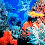 Lo que revela este antiguo mapa sobre la pérdida de arrecifes de coral