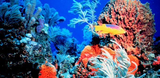 Lo que revela este antiguo mapa sobre la pérdida de arrecifes de coral