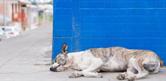 Los perritos intocables de Chernobyl afectados por la radiación