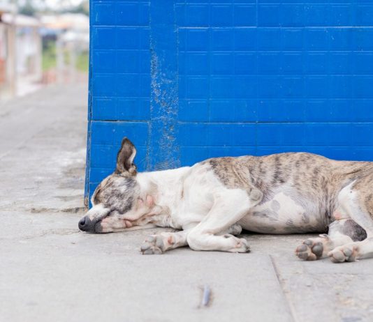 Los perritos intocables de Chernobyl afectados por la radiación