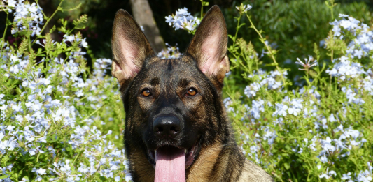 ¿Los perros huelen el miedo? Los perros huelen el miedo