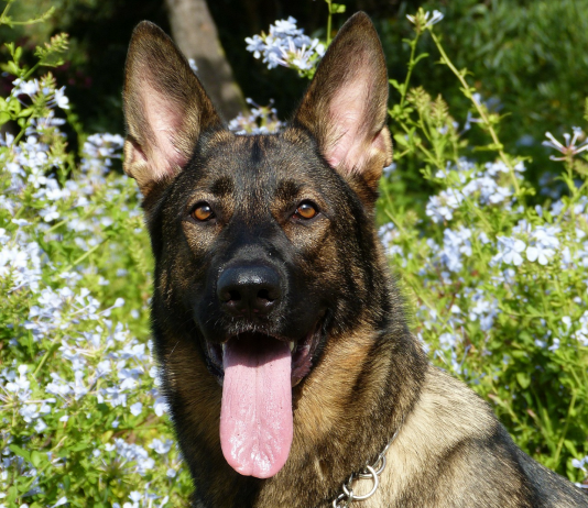 Los perros huelen el miedo