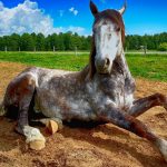 Por qué los caballos tienen pezuñas