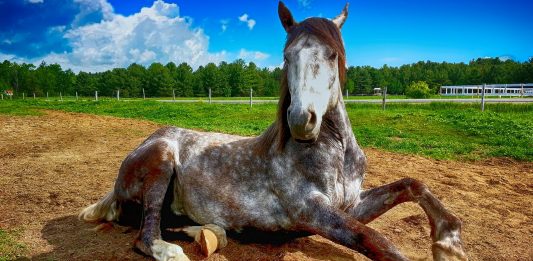 ¿Por qué los caballos tienen pezuñas? Por qué los caballos tienen pezuñas