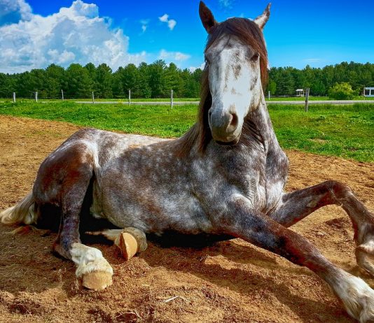 Por qué los caballos tienen pezuñas