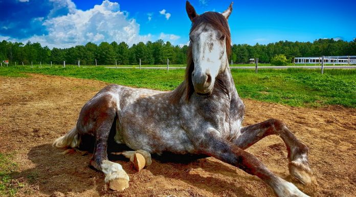 Por qué los caballos tienen pezuñas