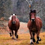 Por qué los caballos tienen pezuñas
