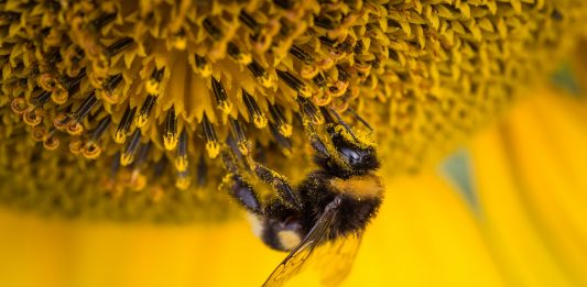 ¿Qué cosas desaparecerían si las abejas dejan de existir?